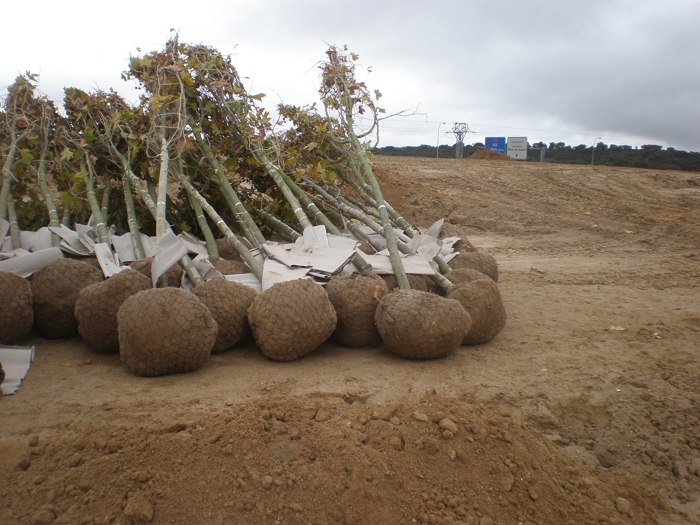 Mantenimiento de jardines y zonas verdes de la UE-24